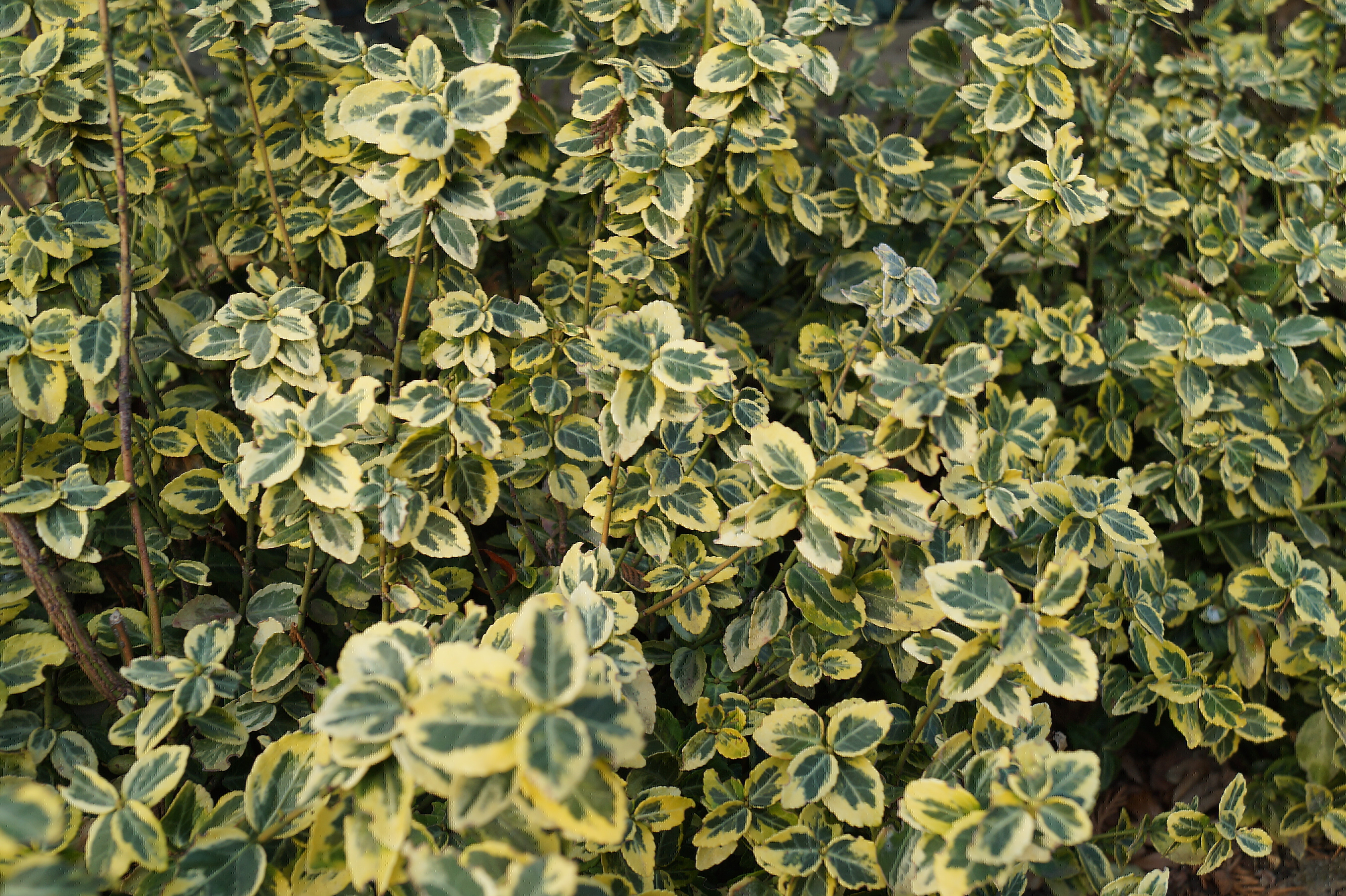 Euonymus fortunei Emerald n Gold_01